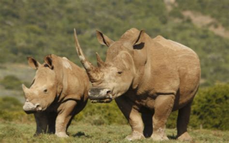 wild rhino chadstone